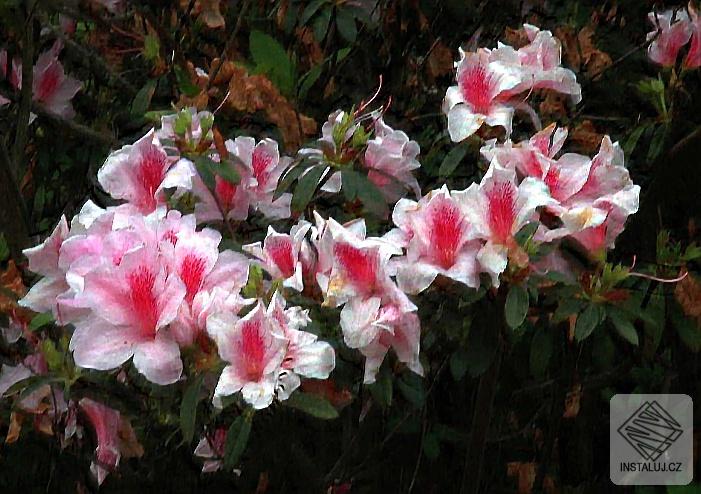 flower_deblur.jpg